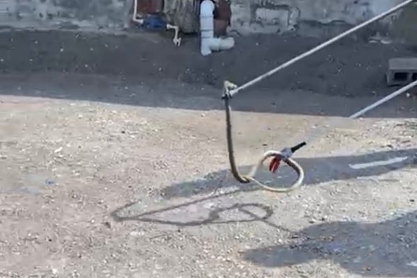 EVE GİREN YILANI İTFAİYECİLER ÇIKARDI