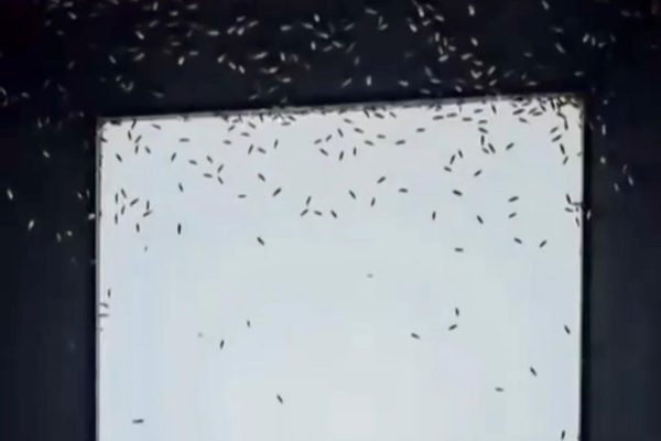 GÖNEN’DE SİNEK İSTİLASI