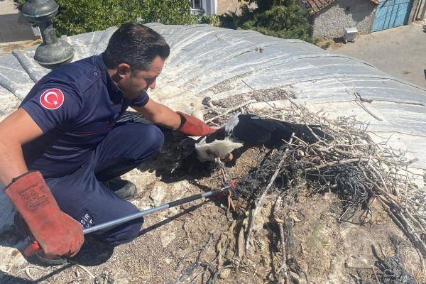BÜYÜKŞEHİR YARALI LEYLEĞİ KURTARDI