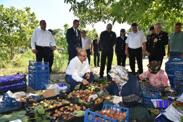 VALİ USTAOĞLU İNCİR HASADINA KATILDI