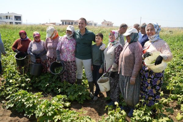 ALIM GARANTİLİ BAMYA HASADI BAŞLADI