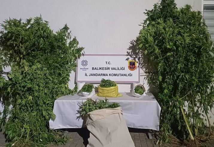 Balıkesir’in Gönen ilçesinde kamu arazisine kenevir bitkisi ektiği tespit edilen