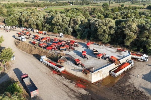 DOMATES KRİZİ DEVAM EDİYOR