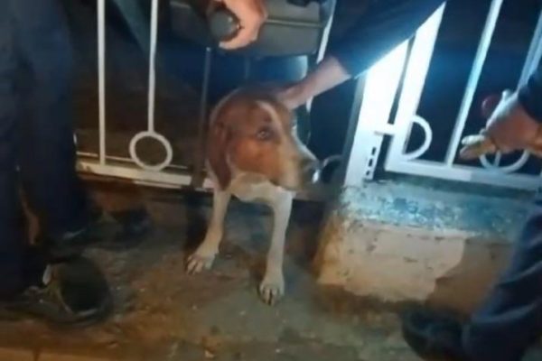 DEMİR PARMAKLIKLARA SIKIŞAN KÖPEK KURTARILDI