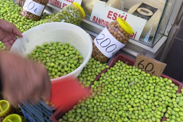 YENİ MAHSÜL YEŞİL ZEYTİNLER SATIŞA ÇIKTI