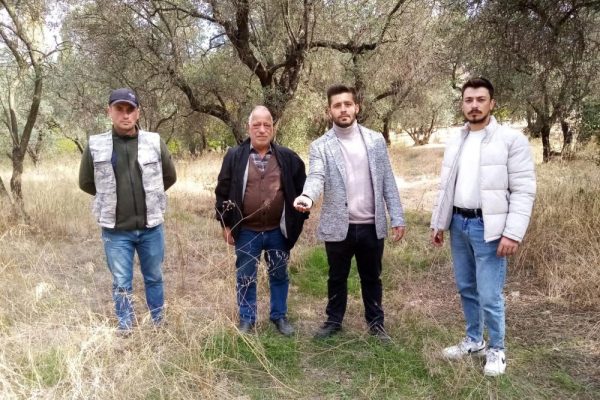 KURAKLIK ZEYTİN REKOLTESİNİ VURDU
