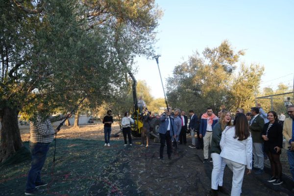 BİN YILLIK AĞAÇTAN ZEYTİN HASADI YAPILDI