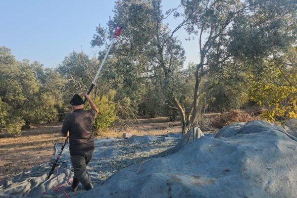 GÜNEY MARMARA’DA ZEYTİN HASADI