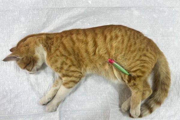 VÜCUDUNA OLTA İĞNELERİ BATAN SOKAK KEDİSİ KURTARILDI