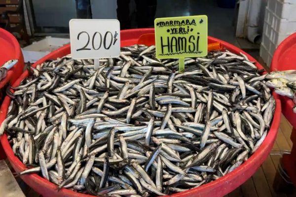 PALAMUT BİTERKEN ÇİNEKOP VE HAMSİ ZAMANI BAŞLIYOR