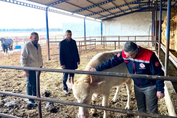 MANDA SAYISINDA ARTIŞ SÜRÜYOR