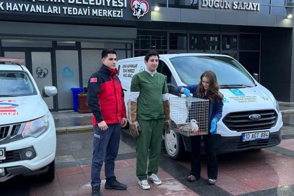 AYAĞI KIRIK MARTI KURTARILDI