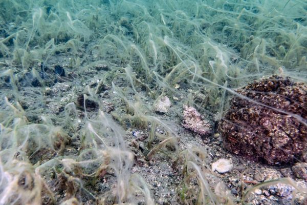 Müsilaj, deniz çayırı ve pinaları olumsuz etkiliyor