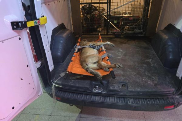 Vurulan köpek için Büyükşehir seferber oldu