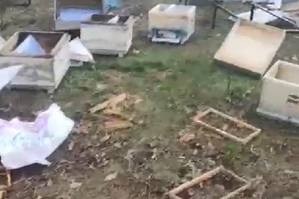 Gönen’de ayılar arı kovanlarına saldırdı