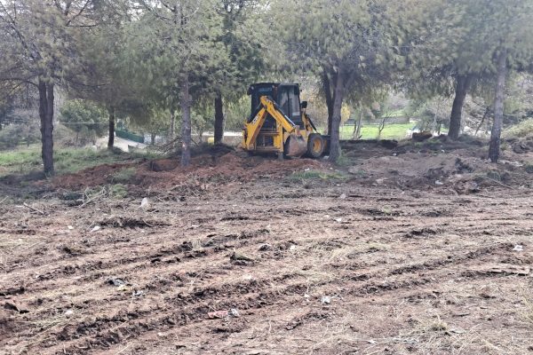 Satılacak araziden ağaçlar taşınmaya başlandı