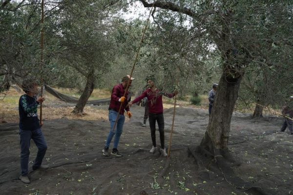  Soğuk hava zeytin üreticilerini sevindirdi