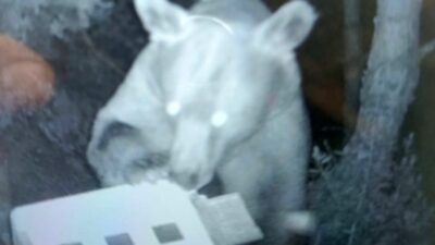 Erdek ilçesinde arıcılıkla geçimini sağlayan üreticiler, ormanlık alana yerleştirdikleri kovanların