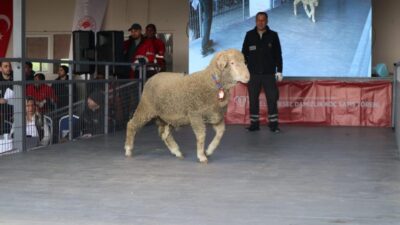 Bandırma Koyunculuk Araştırma Enstitüsü’nün ev sahipliğinde düzenlenen 82. Geleneksel Damızlık