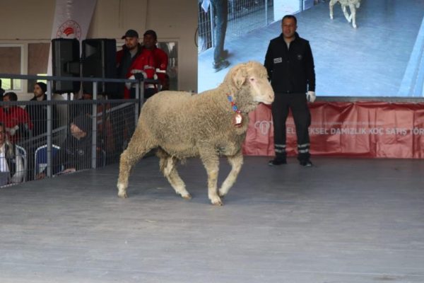 246 Bin liraya koç satışı gerçekleşti