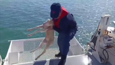 Balıkesir’in Ayvalık ilçesi açıklarında denizde sürüklenirken tespit edilen kuzu, Sahil