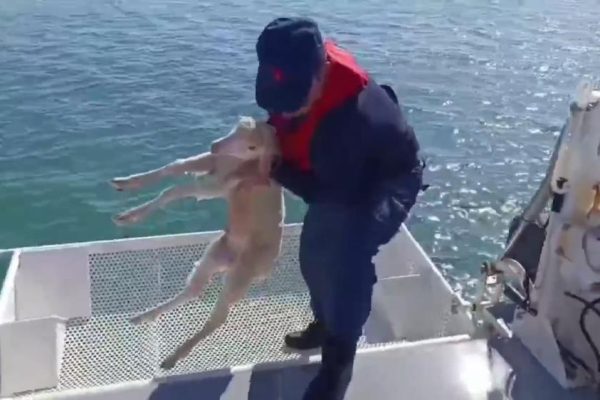 Denizde sürüklenen kuzuyu Sahil Güvenlik kurtardı