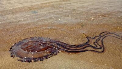 Denizanası türlerinden “Pusula denizanası”, Balıkesir’in Erdek ilçesi sahilinde karaya vurdu.