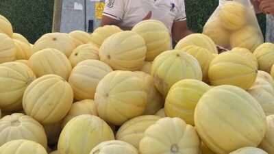 Balıkesir’in Gönen ilçesinde yetiştirilen ve aroması ile dayanıklılığıyla öne çıkan