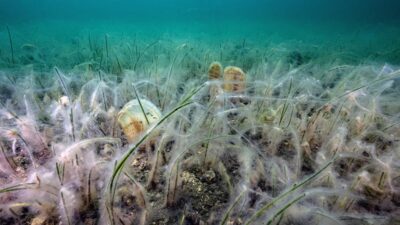 Bandırma Onyedi Eylül Üniversitesi Denizcilik Fakültesi Öğretim Üyesi Prof. Dr.