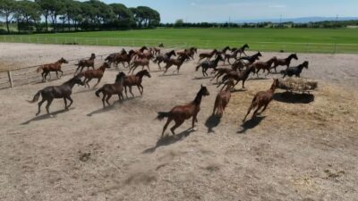 Tarım İşletmeleri Genel Müdürlüğü (TİGEM) Karacabay Tarım İşletmesinde yetiştirilen yarış atları drone