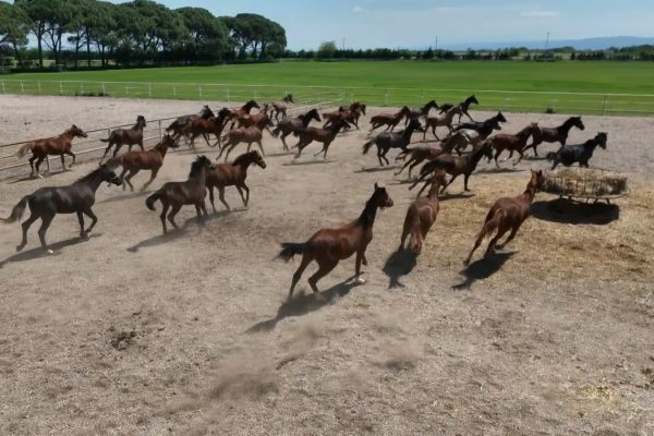 700 yıllık işletmenin milyonluk atları havadan görüntülendi