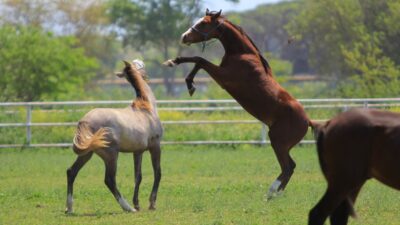 Türkiye’de atçılık ve yarış camiasının yakından bildiği, bir döneme damga