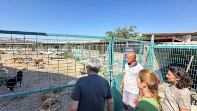 Bandırma Belediye Başkanı Dursun Mirza, şehirde yaşayan sokak hayvanlarının daha