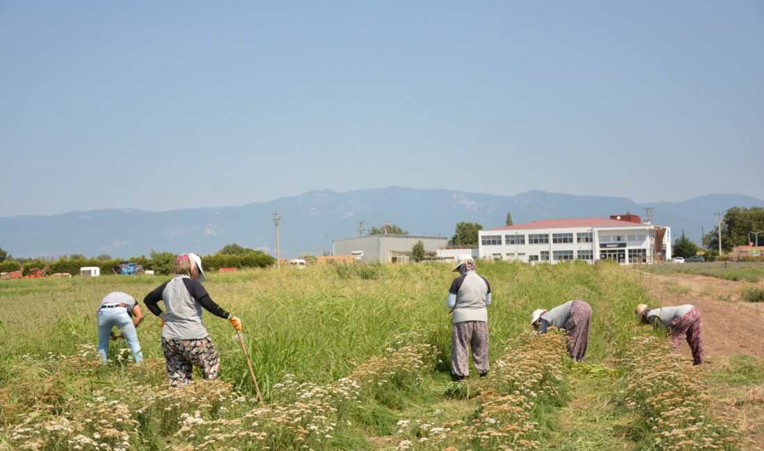 Balıkesir Büyükşehir Belediyesi, birbirinden değerli bitki türlerinin üretimi ve kullanımı