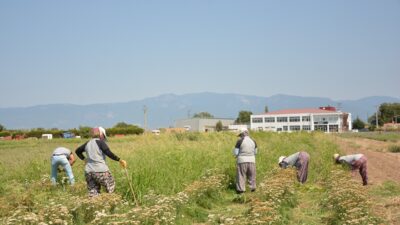 Balıkesir Büyükşehir Belediyesi, birbirinden değerli bitki türlerinin üretimi ve kullanımı