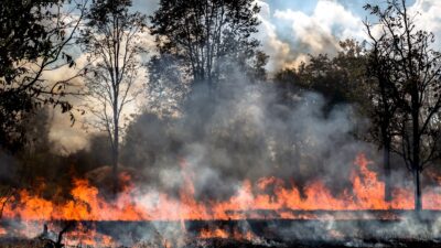 Yaz aylarında artış gösteren orman yangınları yalnızca doğayı değil, solunum