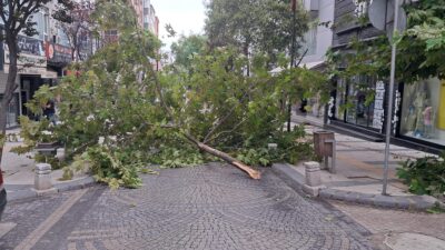 Sabaha karşı Bandırma’da başlayan fırtına kentin birçok noktasında ağaçların devrilmesine