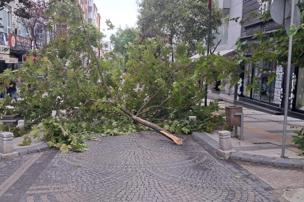 Fırtına Bandırma’da ağaçları devirdi