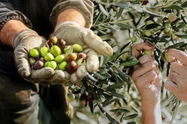 Bandırma Belediyesi’nden Genç Zeytin Üreticilerine Büyük Destek