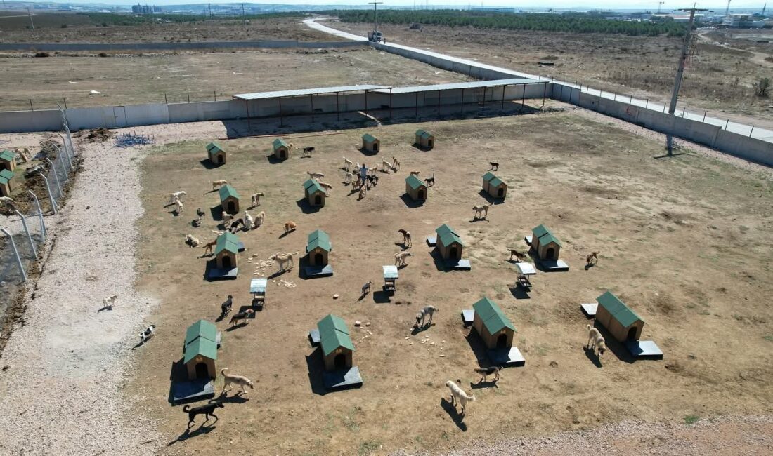 Bandırma Belediyesi’nden sokak hayvanları için kararlı adım Bandırma Belediyesi, sokak hayvanlarının yaşam koşullarını iyileştirmek amacıyla barınakta yürütülen