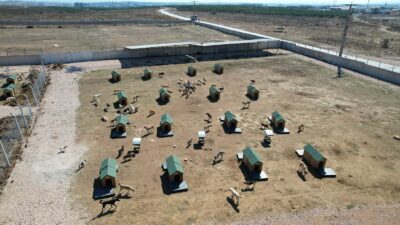 Bandırma Belediyesi, sokak hayvanlarının yaşam koşullarını iyileştirmek amacıyla barınakta yürütülen