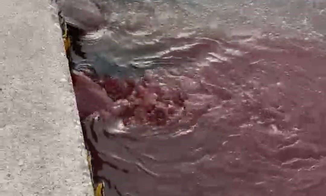 Bandırma’da kısa bir süre önce denize dökülen kırmızı renkli sıvı