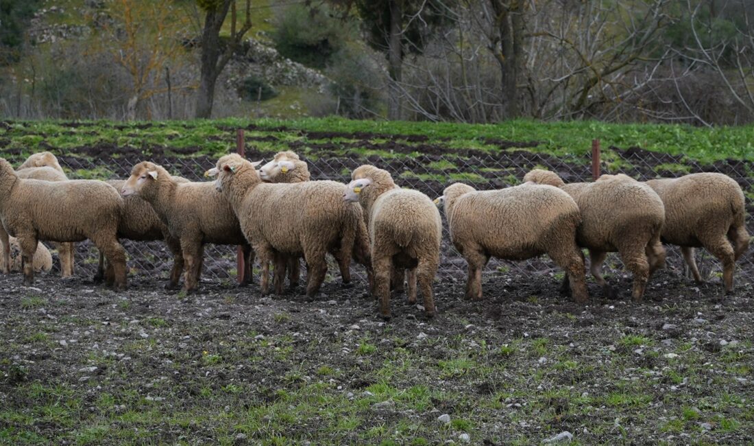 Balıkesir Büyükşehir Belediyesi, hem küçük aile tipi üreticiyi desteklemek hem