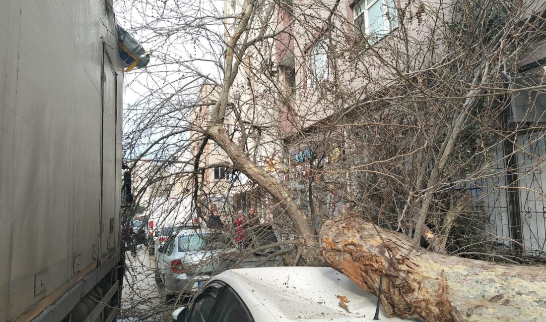 Kurtuluş Caddesi üzerinde bulunan ağaçtan kaynaklanan kazalara bir yenisi daha