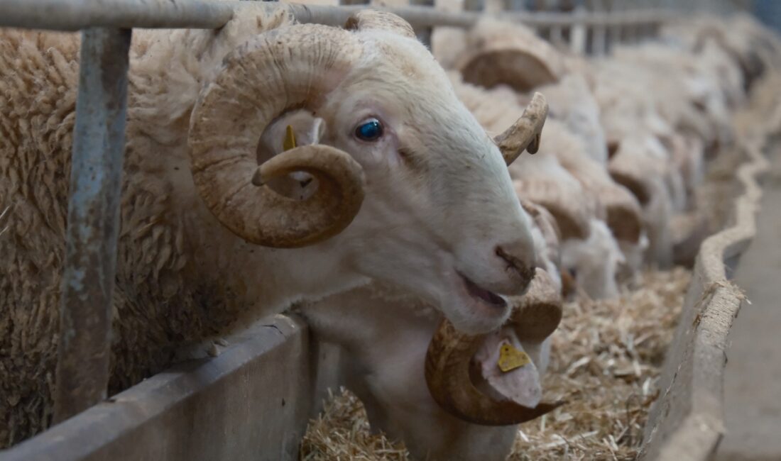 Türkiye’nin en değerli koçlarının yetiştiği Bandırma Koyunculuk Araştırma Enstitüsünde yılda bir