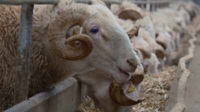 Türkiye’nin en değerli koçlarının yetiştiği Bandırma Koyunculuk Araştırma Enstitüsünde yılda bir