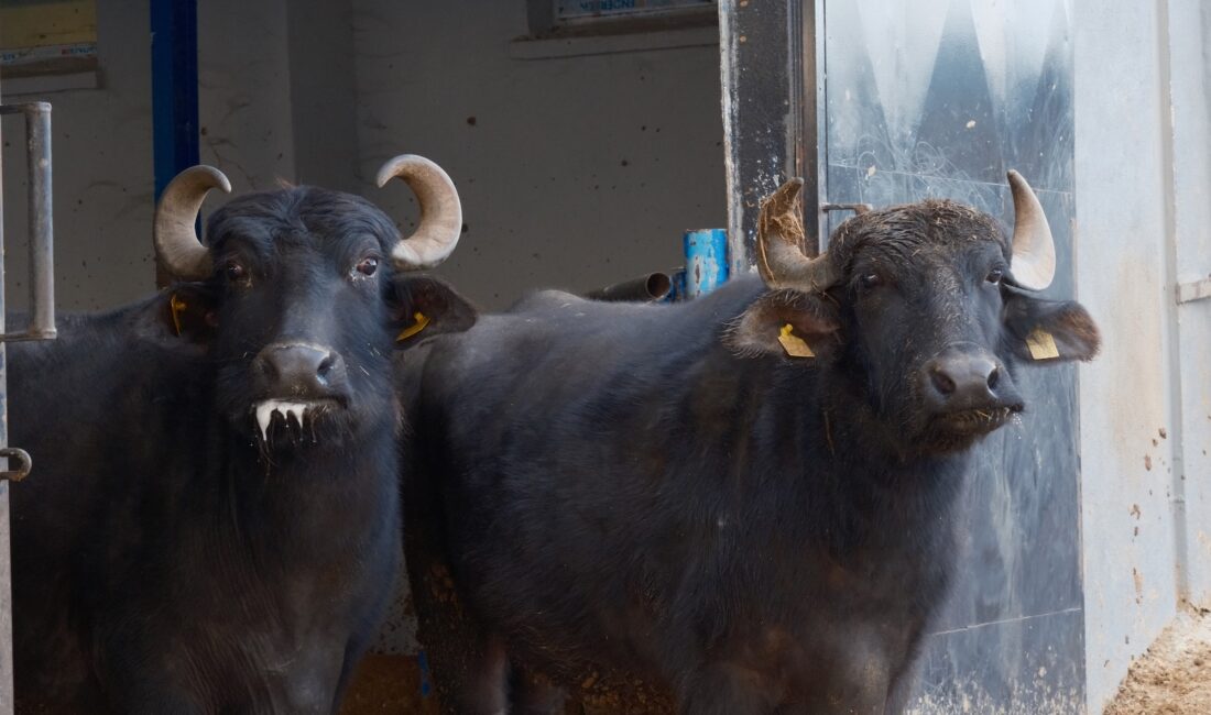 Bandırma Koyunculuk Araştırma Enstitüsünde yürütülen çalışmalarda, Anadolu mandası ile Hindistan’ın süt