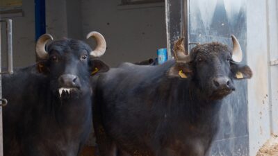 Bandırma Koyunculuk Araştırma Enstitüsünde yürütülen çalışmalarda, Anadolu mandası ile Hindistan’ın süt