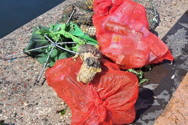 Marmara Denizinden dinozor çıktı