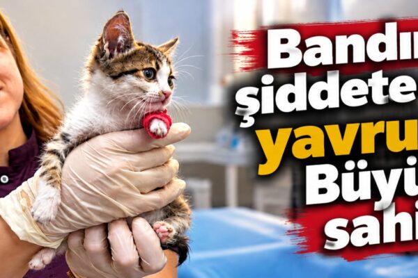 Bandırma’da Şiddete Uğrayan Yavru Kediye Büyükşehir Sahip Çıktı